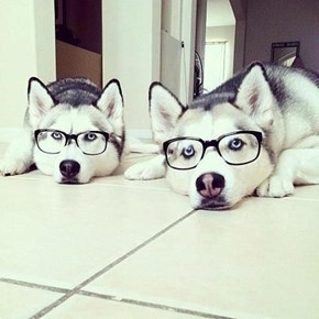 Hipster Huskies