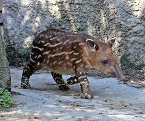 Tapir
