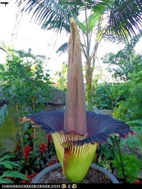 Putrella The Corpse Flower Blooms
