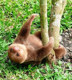 Baby Sloth