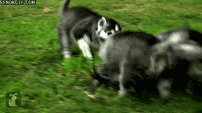 Husky Pups Tugging on Rope