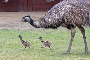 Emu Chicks