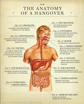 The Science of the Hangover
