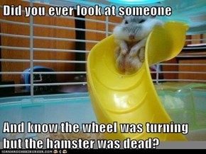 Did you ever look at someone  And know the wheel was turning but the hamster was dead?