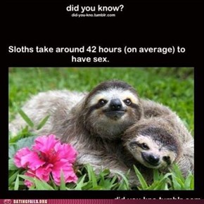 The Benefits of Being a Sloth
