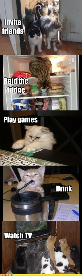 What your cats do when you're gone