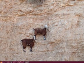 cliff goats   