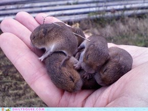 Handful of Squee