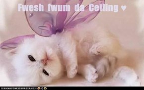 Fwesh  fwum  da  Ceiling ♥