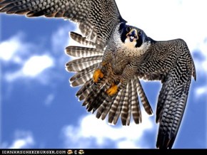Madam X, Peregrine Falcon Nesting in Hamilton, Ont. (photo Ron Albertson/The Hamilton Spectator)