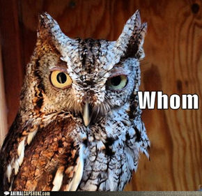 Grammatically Precise Owl