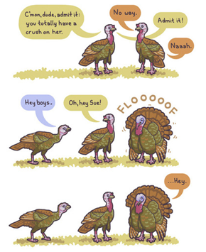 The Mating Habits of Turkeys