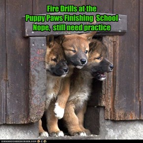 Fire Drills at the  Puppy Paws Finishing  School