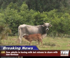 Breaking News - Cow admits to having milk but refuses to share with non-Bovinae
