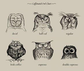 Which Owl are You?
