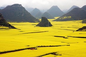 Canola Fields in China