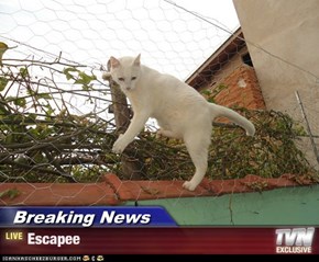 Breaking News - Escapee