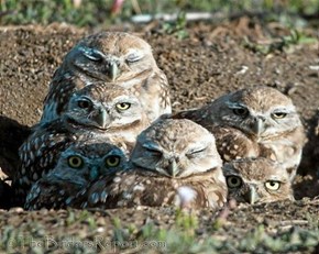 Squee Spree Winner: Borrowing Owls 