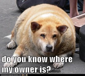 do you know where my owner is?