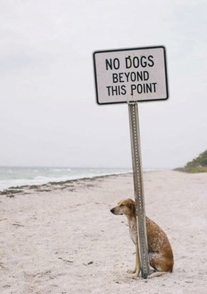 Rebel Dog