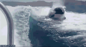 Orcas in the Wake