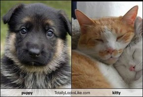 puppy Totally Looks Like kitty