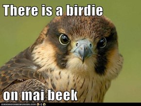 There is a birdie  on mai beek