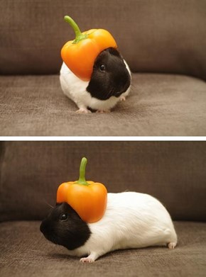We Made Him a Delicious Hat