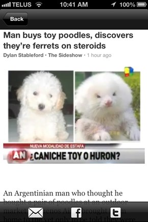 These Ferrets, in Fact, DO Lift