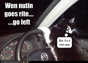 Go Left, Young Cat