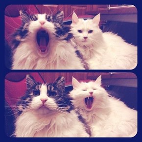 Contagious Yawn