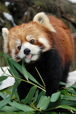Red Pandas Are Pretty Cute