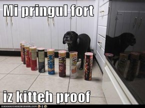 Mi pringul fort  iz kitteh proof