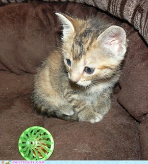 Tortellini's first jingle ball toy