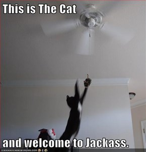 This is The Cat  and welcome to Jackass.