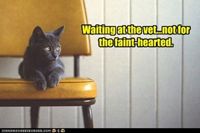 Waiting at the vet...not for the faint-hearted.