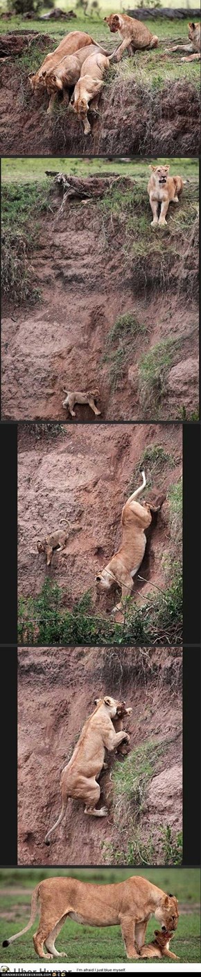 Photographer witnessed the dramatic rescue of a lion cub by his mother and 3 other female lions