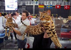 2013 Prized Bengal Catshow