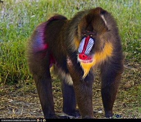 Mandrill Fancy paants