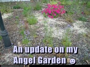 An update on my Angel Garden ☻