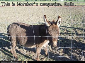 This is Hotshot's companion, Belle.  .wally01