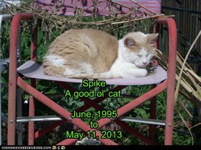 Spike A good ol' cat.  June, 1995 to May 11, 2013