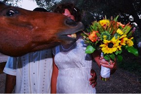Dramatic Horse Would Like Some Flowers