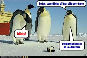 Penguins are less gullible than you think