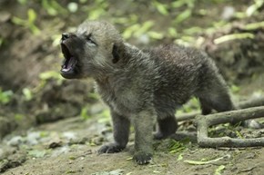 Howling Arctic Wolf Pup