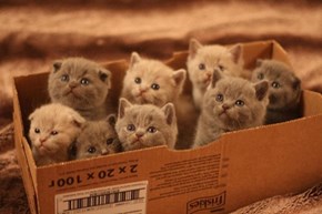 Feeling Down? Here's a Box Full of Kittens!