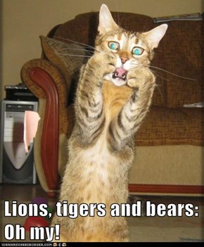 Lions, tigers and bears: Oh my!