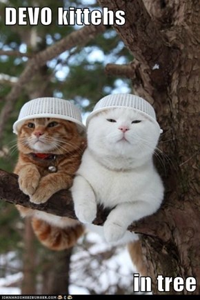 DEVO kittehs  in tree
