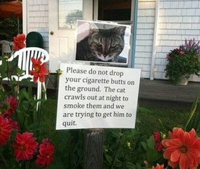 For the Cat's Sake