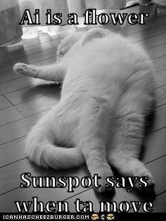 Ai is a flower  Sunspot says when ta move